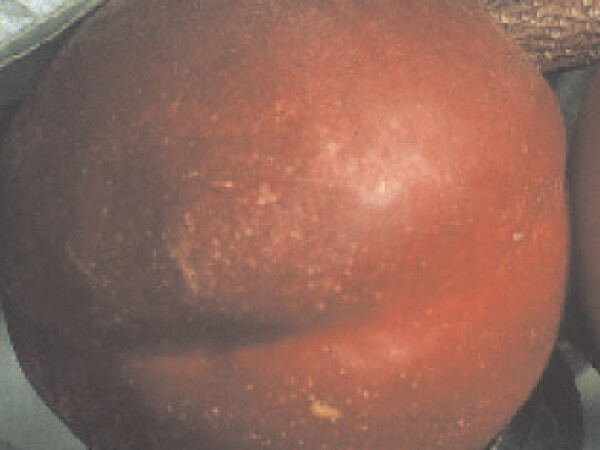 Nektarina – Weinberger - sadnice