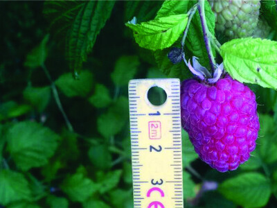 Malina - Willamette i Enrosadira - sertifikovane bezvirusne sadnice