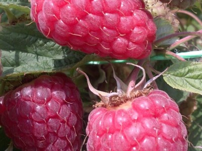 Malina - Willamette i Enrosadira - sertifikovane bezvirusne sadnice