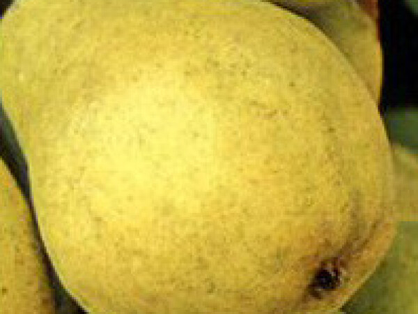 Kruška - Viljamovka - sadnice