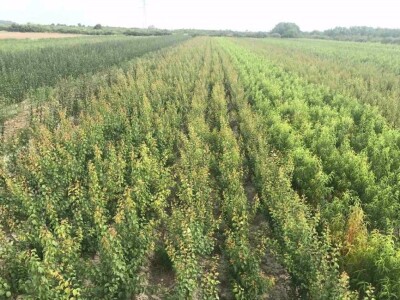 WEB PRODAJA I VELEPRODAJA SADNICA ***www.rasadnik-milic.hr ***