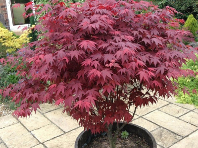 WEB PRODAJA I VELEPRODAJA SADNICA ***www.rasadnik-milic.hr ***