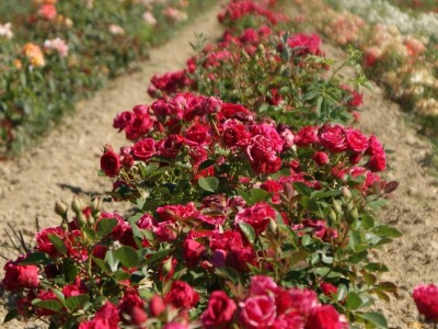 WEB PRODAJA I VELEPRODAJA SADNICA ***www.rasadnik-milic.hr ***