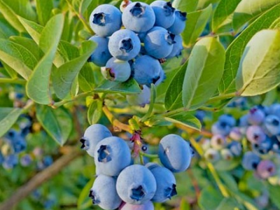 WEB PRODAJA I VELEPRODAJA SADNICA ***www.rasadnik-milic.hr ***