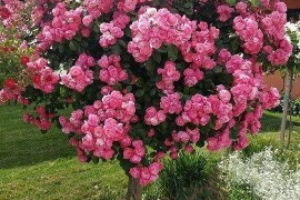 WEB PRODAJA I VELEPRODAJA SADNICA ***www.rasadnik-milic.hr ***