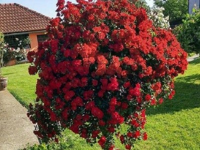 WEB PRODAJA I VELEPRODAJA SADNICA ***www.rasadnik-milic.hr ***