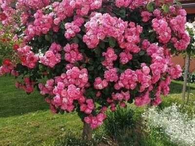 WEB PRODAJA I VELEPRODAJA SADNICA ***www.rasadnik-milic.hr ***