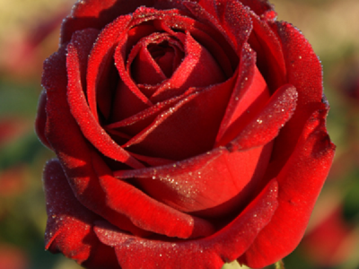 WEB PRODAJA I VELEPRODAJA SADNICA ***www.rasadnik-milic.hr ***