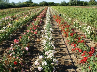 WEB PRODAJA I VELEPRODAJA SADNICA ***www.rasadnik-milic.hr ***