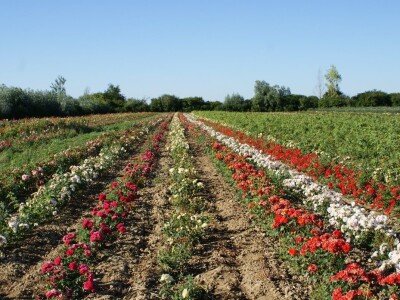 WEB PRODAJA I VELEPRODAJA SADNICA ***www.rasadnik-milic.hr ***