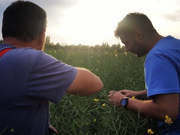 YaraVita Brassitrel DF – Nova generacija gnojiva za još bolje prinose!