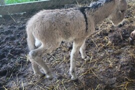 Zamjena ili prodaja ženske puladi