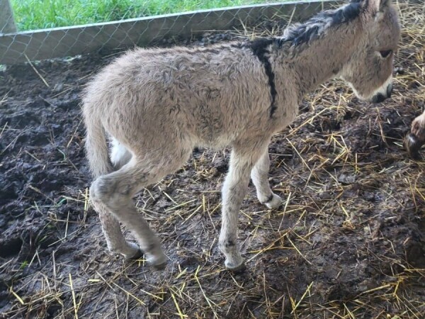 Zamjena ili prodaja ženske puladi