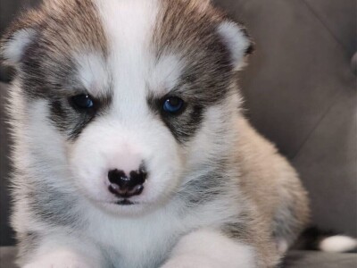 Zapanjujući psići Pomsky