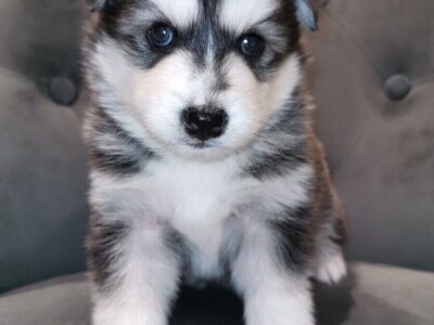 Zapanjujući psići Pomsky