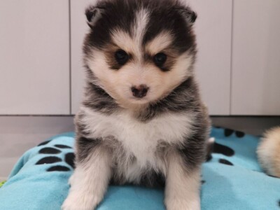 Zapanjujući psići Pomsky