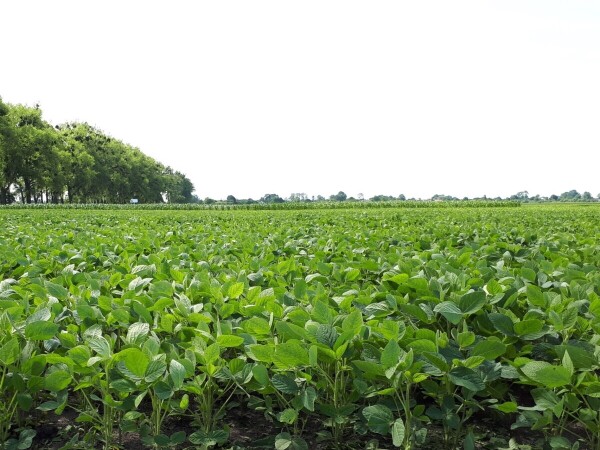 Zaštita soje od plamenjače