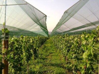 Zaštita vinograda od tuče