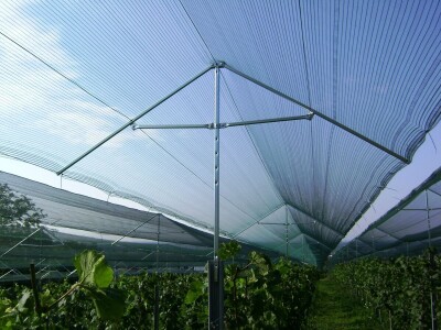 Zaštita vinograda od tuče