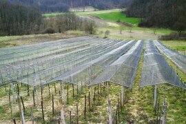 Zaštita vinograda od tuče