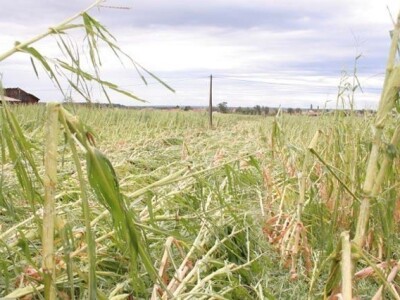 Zatražite informativnu ponudu za osiguranje svog usjeva! Iskoristite potporu do čak 70%!