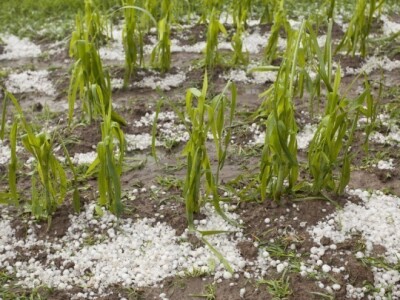 Zatražite informativnu ponudu za osiguranje svog usjeva! Iskoristite potporu do čak 70%!