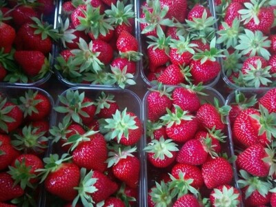 Prodajemo ukusne i eko jagode