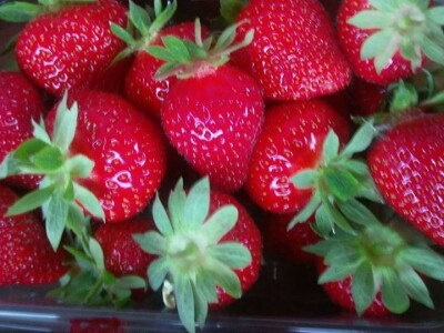 Prodajemo ukusne i eko jagode