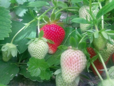 Prodajemo ukusne i eko jagode