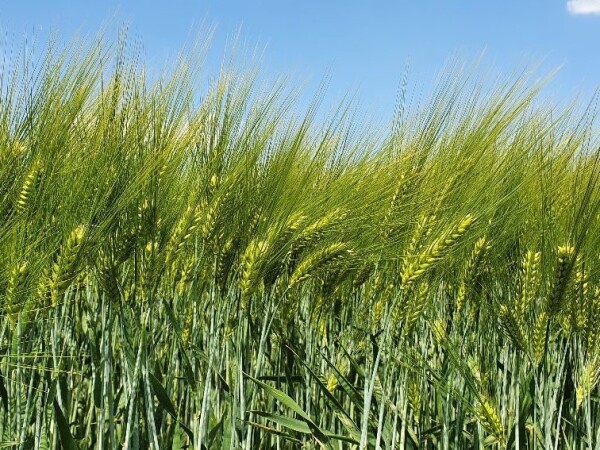 Zebra – RWA ozimi ječam