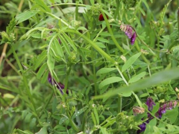Zelena gnojidba WINTERGRUEN