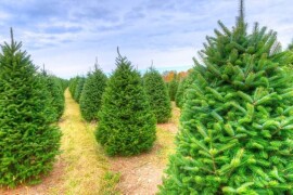 Igličaste Sadnice Čileanski Bor Araucaria Cedar Libanonski Himalajski Pendula  Bor Nordijska Jela Srebrna Zelena Tisa Taxus Pinus Pinija Crni Bijeli Bor