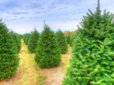 Igličaste Sadnice Čileanski Bor Araucaria Cedar Libanonski Himalajski Pendula  Bor Nordijska Jela Srebrna Zelena Tisa Taxus Pinus Pinija Crni Bijeli Bor