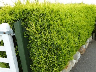Ziva Ograda Zeleni Zid Cempres Zlatni Plavi 2-6m Dostava i Sadnja Rasadnik Varaždin
