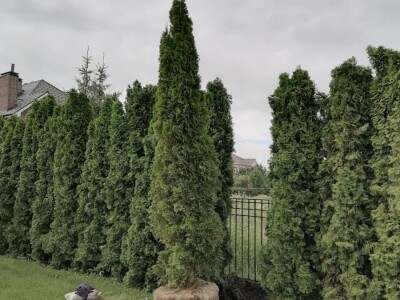 Ziva Ograda Zeleni Zid Cempres Zlatni Plavi 2-6m Dostava i Sadnja Rasadnik Varaždin