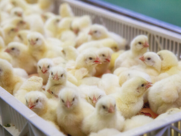 Želiš pile od 3 kile?