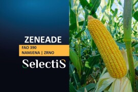 ZENEADE - SelectiS hibrid kukuruza