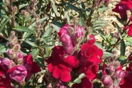 ZIJEVALICA Antirrhinum majus BURGUNDY PRINCE