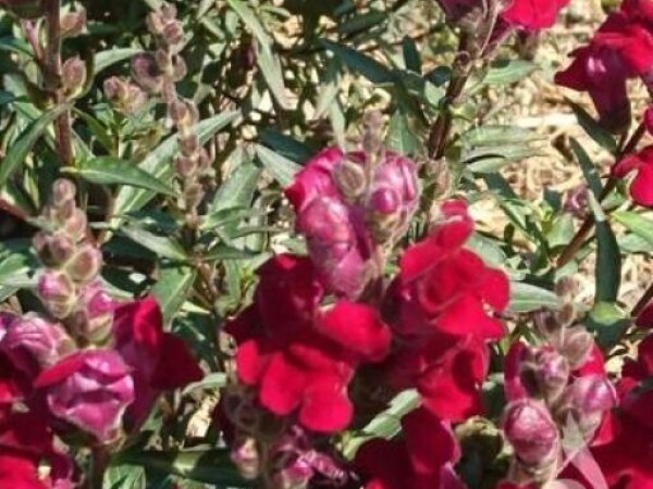 ZIJEVALICA Antirrhinum majus BURGUNDY PRINCE