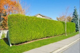 Ziva Ograda Zeleni Zid Cempres Zlatni Plavi 2-6m Dostava i Sadnja Rasadnik Varaždin