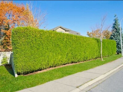 Ziva Ograda Zeleni Zid Cempres Zlatni Plavi 2-6m Dostava i Sadnja Rasadnik Varaždin