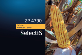 ZP 4790 - SelectiS hibrid kukuruza