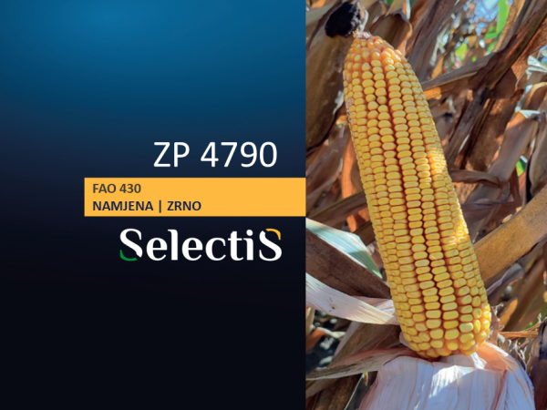 ZP 4790 - SelectiS hibrid kukuruza