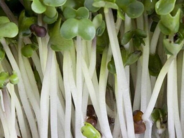 BROKULA sjeme za microgreens