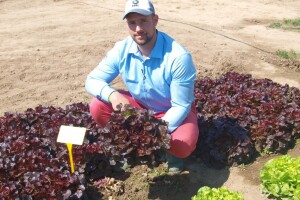 Dan salata Bejo Zaden