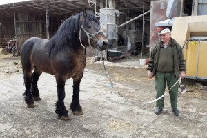 OPG Vjekoslav Posarić