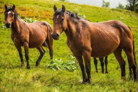 Fotografije Jelene Potrebić