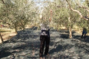 Masline obitelji Buršić