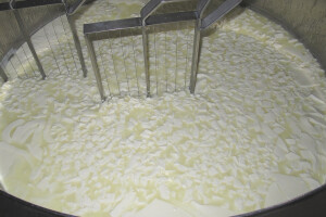 Sirevi s plemenitom plijesni su budućnost