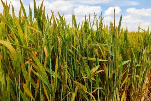 Žuta hrđa na pšenici